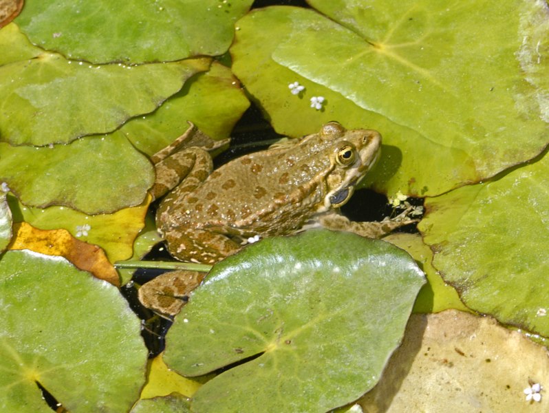 Una rana da identificare (Parigi) - Pelophylax ridibundus